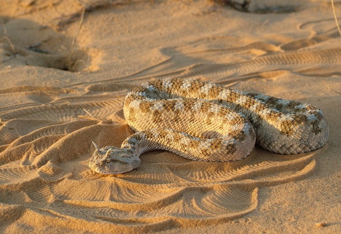 上图:虺,就是角蝰(Cerastes)。主要分布于北非、阿拉伯、西奈半岛和南地的沙漠地带,双眼眶上有一对竖立的刺状角鳞,毒性很强。
