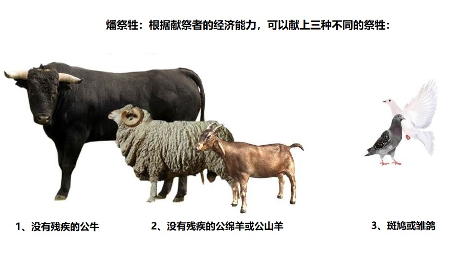 上图:燔祭的祭牲。根据献祭者的经济能力,可以献上3种祭牲,但都必须是公的。只有鸟没有要求。