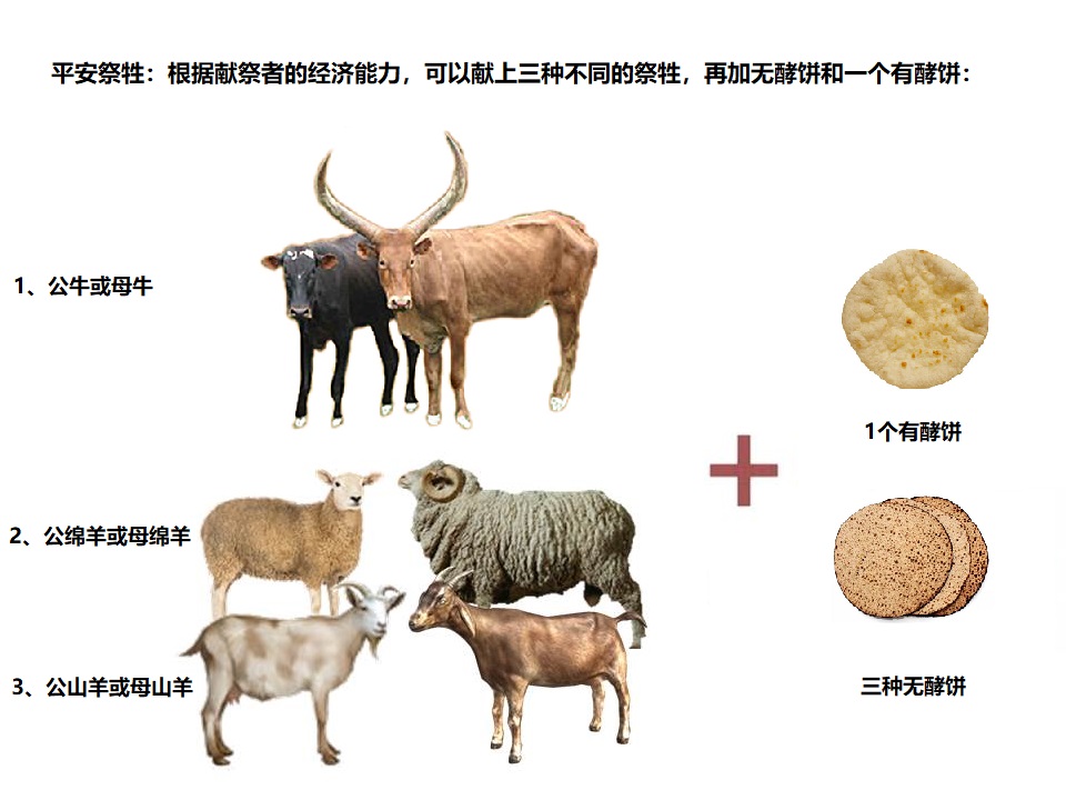 上图:平安祭的祭牲。根据献祭者的经济能力,可以献上3种不同的祭牲,公的母的都可以。但不能用鸟类作为祭物,因为鸟不够献祭者与亲朋一起分享。