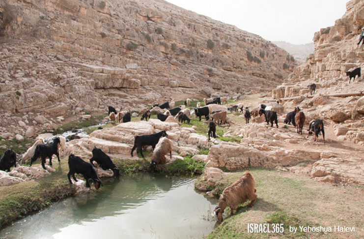 上图:一群羊在Qelt旱溪(Wadi Qelt,or Nahal Prat?)喝水。以色列的绵羊在雨季放牧在雨水滋润的草地上,旱季则吃杂草和田中收割剩下的残茬。在雨季,绵羊从嫩草中获得水分,可以几周不喝水;但在旱季,成年的绵羊每天需要喝4-12升水。山羊能独立找水,但会迷路,而绵羊则完全倚靠牧人寻觅水草。