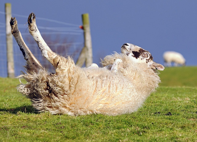 上图:在牧场上经常会看到绵羊四脚朝天躺在地上,通常是因为滑倒、过肥、过重或怀孕。绵羊无法自己翻身,它会一直躺在地上,直到成为食肉动物的猎物。即使没有猛兽,绵羊胃里的草也会发酵产生气体,躺倒的羊无法排出胃里的气体,最后气体压迫肺,使绵羊窒息而死。因此,这时需要有人帮助它翻转过来。绵羊翻身以后,可能会晕一会儿,然后就会跑到其它同伴中间。正如诗二十三3所说:「祂使我的灵魂苏醒」。