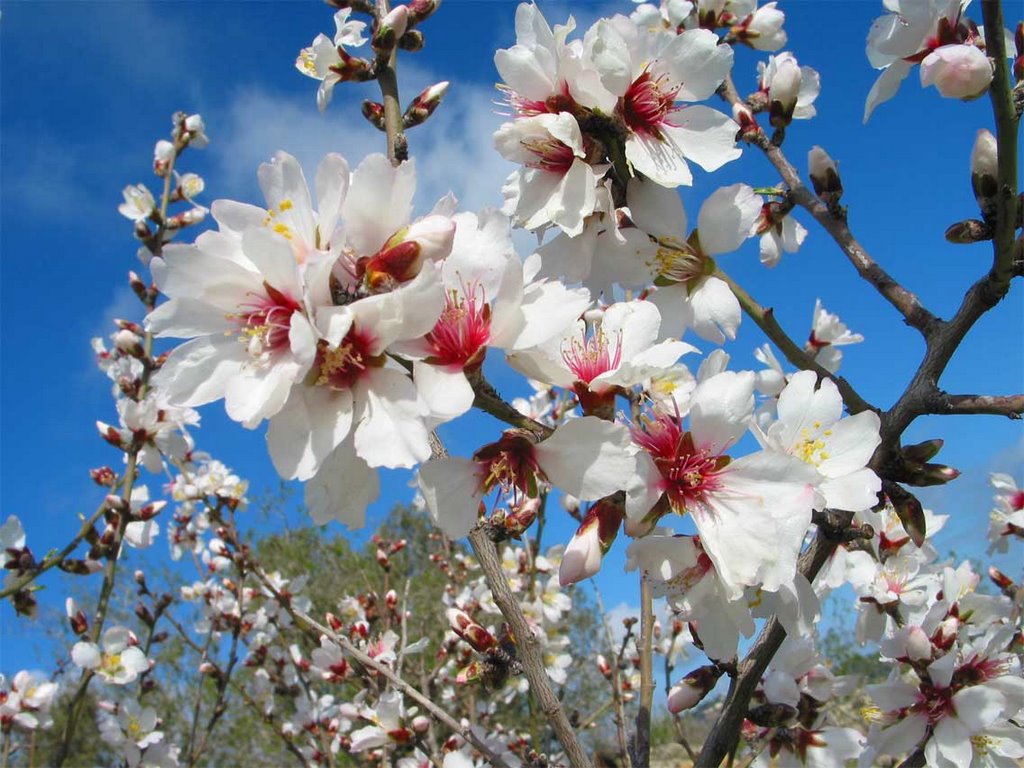 上图:以色列的杏花。