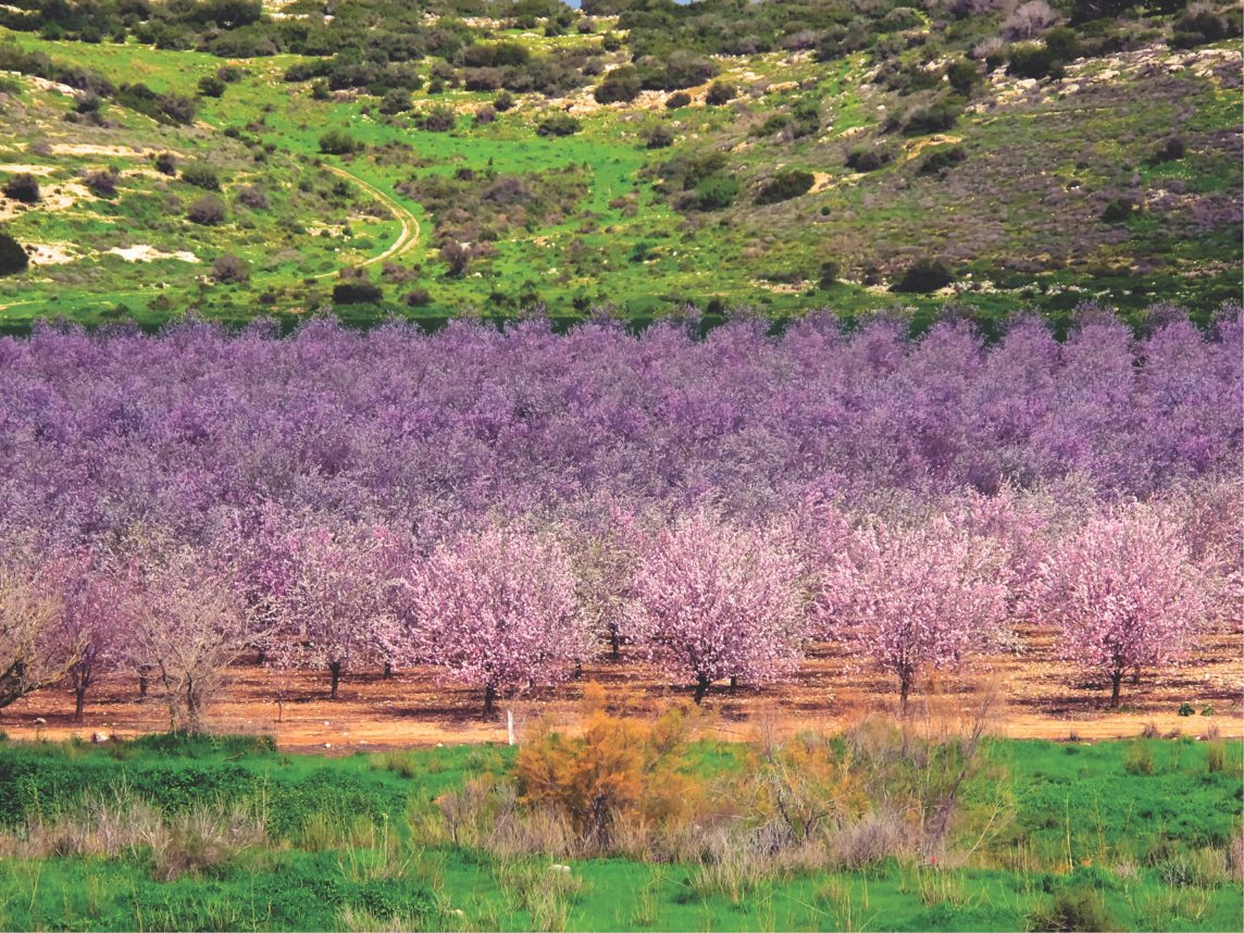 上图:在大卫打败歌利亚的以拉谷,每年早春杏花盛开。以色列的杏树就是扁桃树(Prunus amygdalus),每年阳历1、2月间开粉红色或白色的花,花有5瓣,先开花后长叶,是当地春天最早开花的树。杏树的树形、初熟的果实与桃树相似,成熟后果实会裂开,露出其中的核,核里就是杏仁。