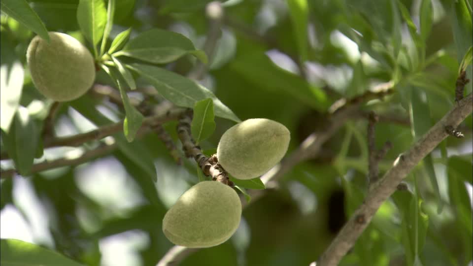 上图:以色列的熟杏。