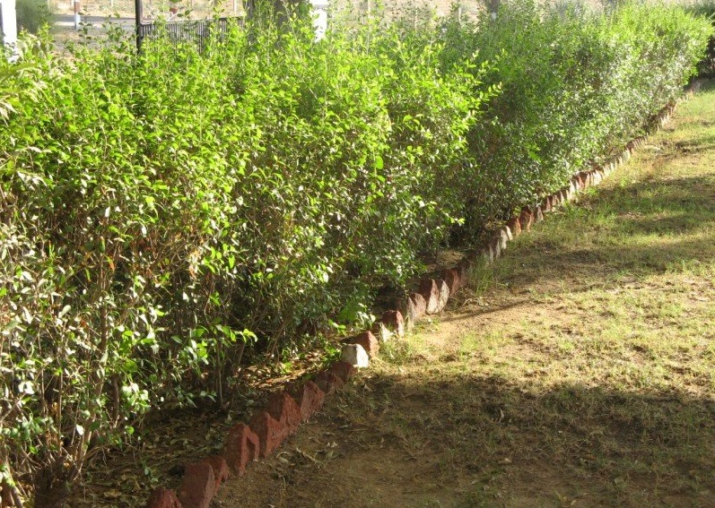 上图:「凤仙花」围成的篱笆墙。圣经中的「凤仙花」(歌一14;四13)在英文中译为散沫花(Henna)、指甲花(Camphire),是一种高2至7米的大灌木,属于千屈菜科指甲花属。第三年成熟后的指甲花含有一种红橙色的染料分子指甲花醌(lawsone),与蛋白质有很好的亲和力,常被用来作为皮肤、头发、指甲、皮革、丝与羊毛的染料,其中叶柄中的指甲花醌的含量最高。中国的凤仙花也叫指甲花,但却是一年生草本植物,属于凤仙花科凤仙花属,花汁也可以用来染指甲。成熟的以色列的「凤仙花」可以比喻保护,而中国的「凤仙花」却没有任何保护的作用;以色列「凤仙花」的染料是从成熟植株的叶子里提取的,而中国的「凤仙花」的染料却是把花碾碎后提取的。