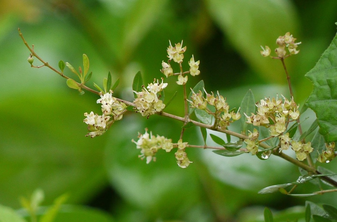 上图:以色列的「凤仙花」(散沫花、指甲花)在四月底、五月初盛开大量白色、黄色、橙色或粉色的芳香花朵。