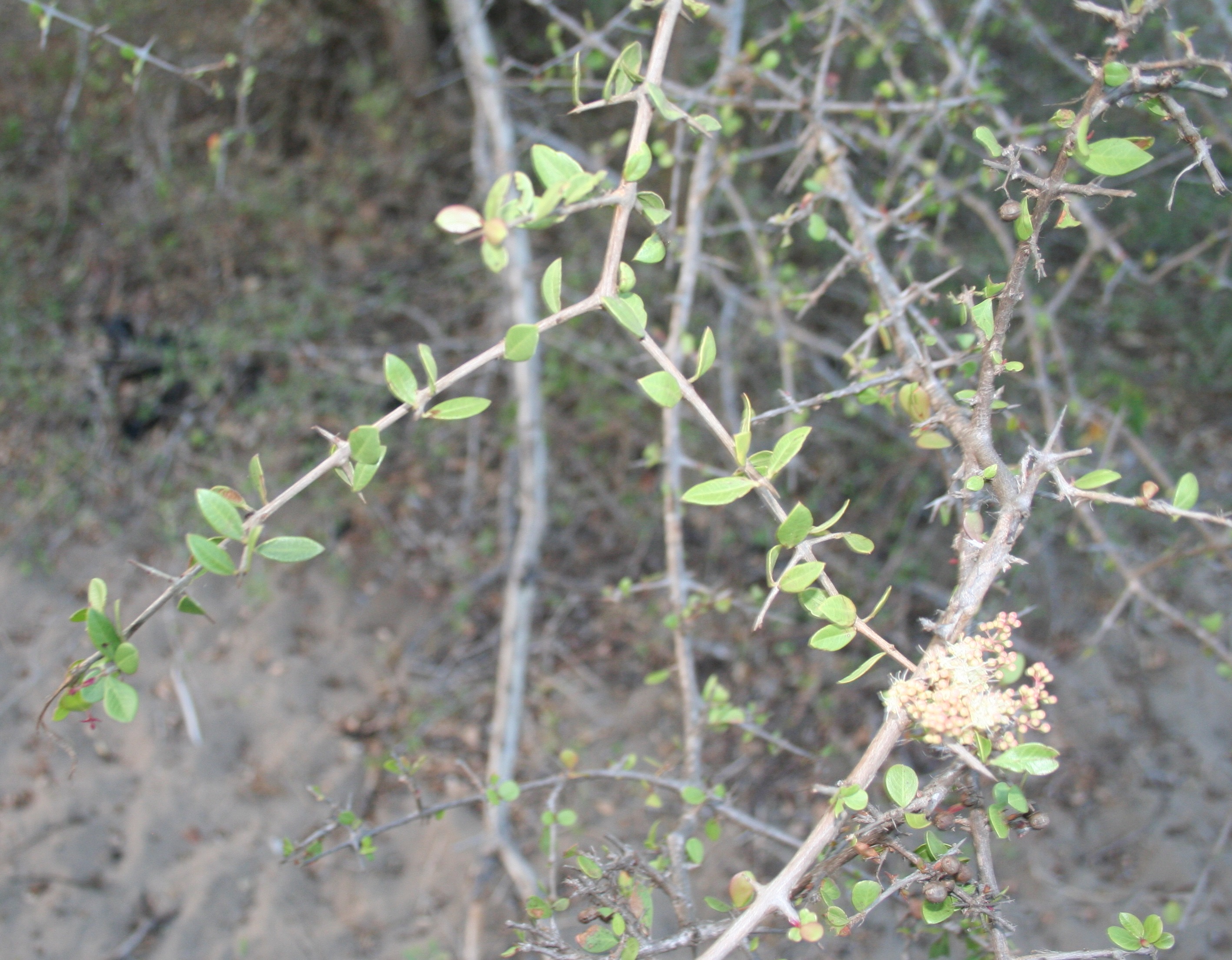 上图:以色列的「凤仙花」(散沫花、指甲花)在第三年成熟,叶子可以用来提取染料,部分小枝会退变成坚硬的针刺。古代以色列人沿着葡萄园外圈栽种「凤仙花」,作为保护葡萄园免受动物破坏的篱笆墙。因此,「我以我的良人为一棵凤仙花」(歌一14),也是比喻良人是佳偶的保护者。