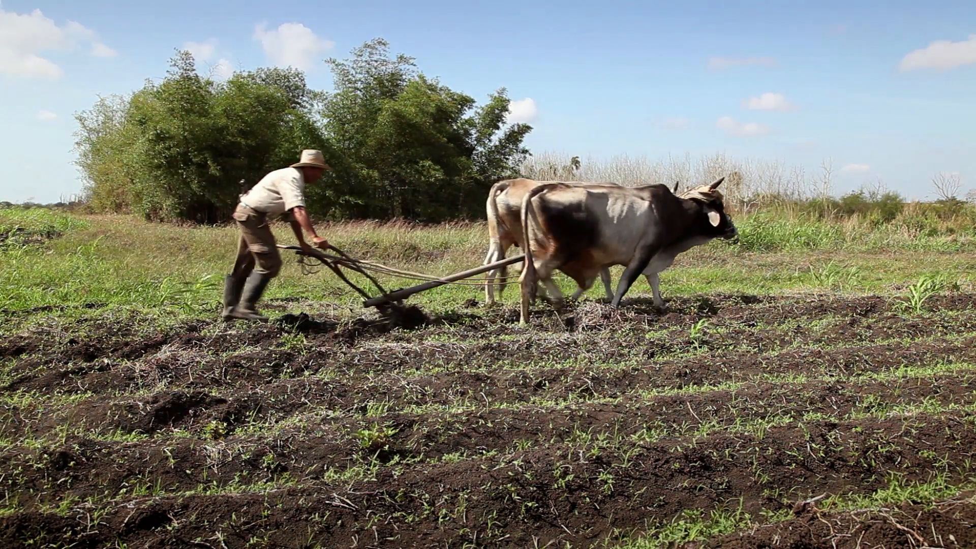 上图：一位农夫扶犁而耕，为播种做好准备。从主前3500年开始，美索不达米亚和埃及的农民就开始用犁耕地，把深层的土壤翻到土地的表面，可以使土壤松动，盖住杂草及以前的作物，使土中的有机物质更快变成腐殖质，也可以减少作物的许多天敌。当犁划过土壤时，产生的有肥沃土壤的长沟被称为「犁沟」。