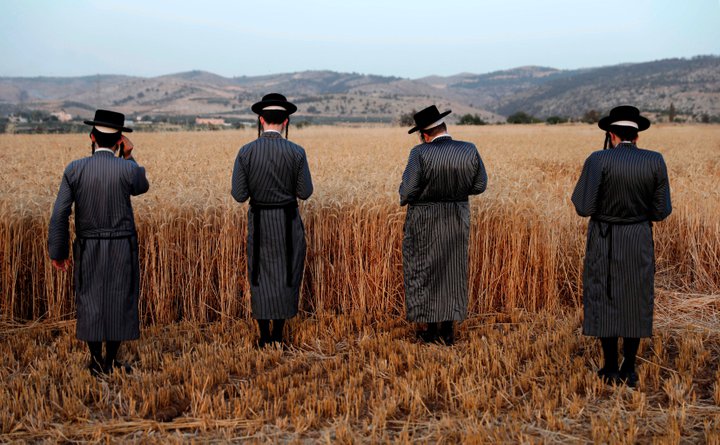 上图:以色列正统犹太人在西岸定居点的麦田里祷告。