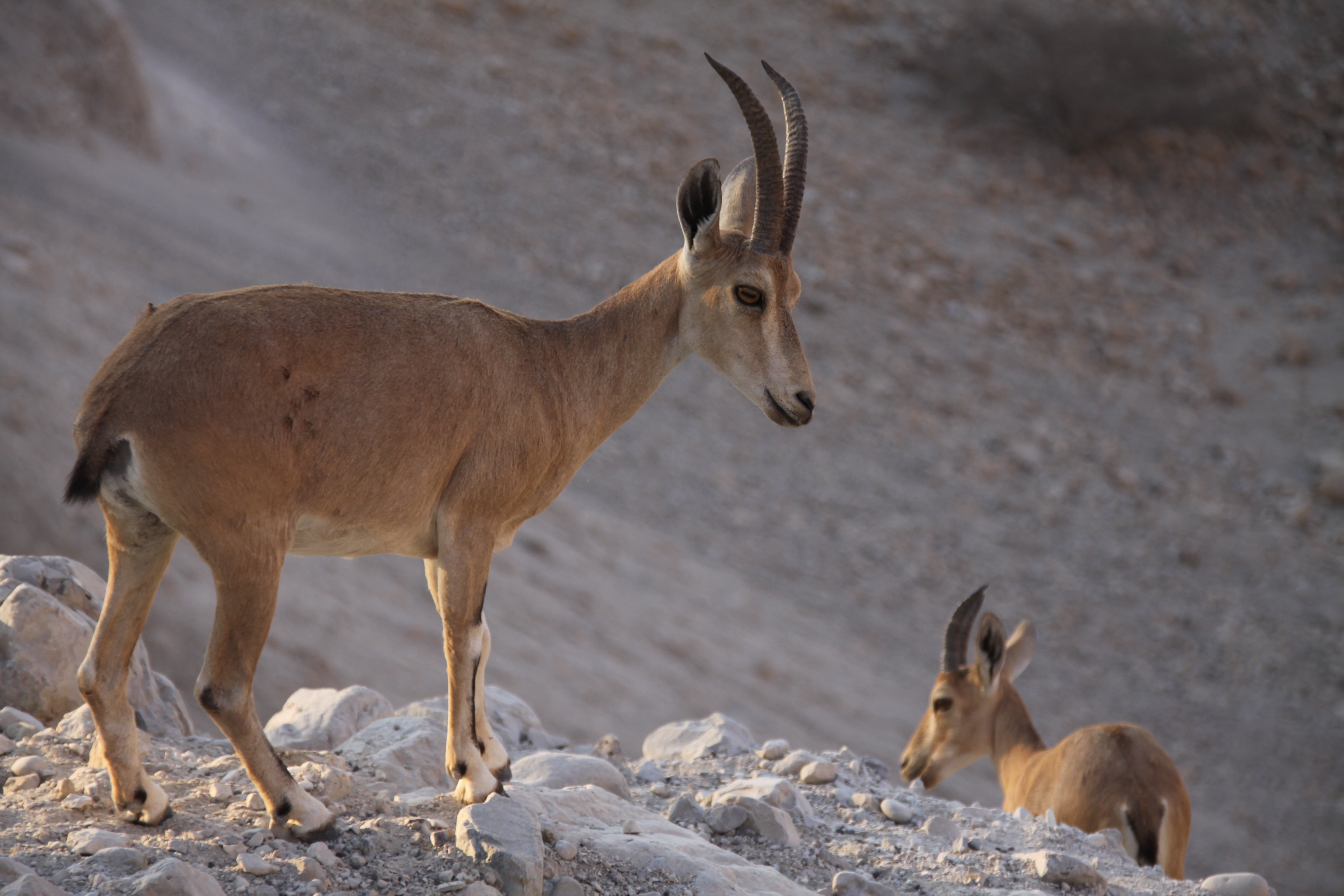 上图：生活在隐基底旷野的雌性努比亚山羊（Nubian ibex）。